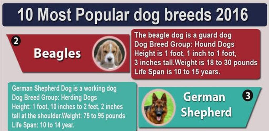 10 Most popular dog breeds 2016