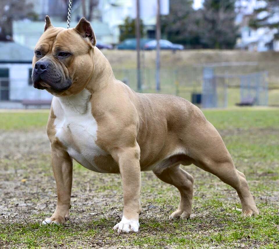 Types Of American Bully Breeds Dog Breed Info Bully Breeds Dogs - Vrogue