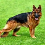 German Shepherd Dogs