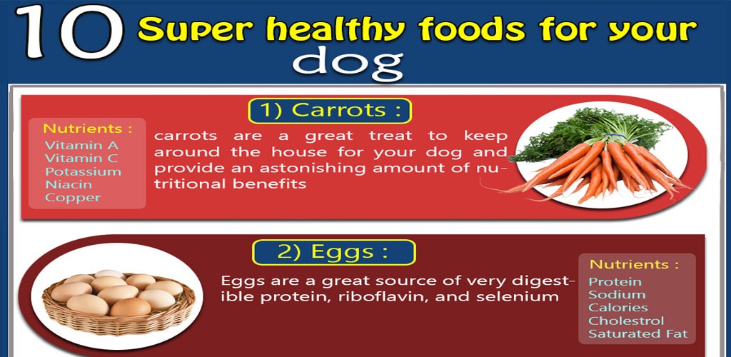  Infographic 10 Super Healthy Foods For Your Dog 