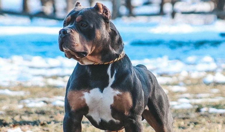 American bully dog - characteristic, appearance and picture