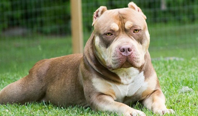 American Bully Dog - Characteristic, Appearance And Picture