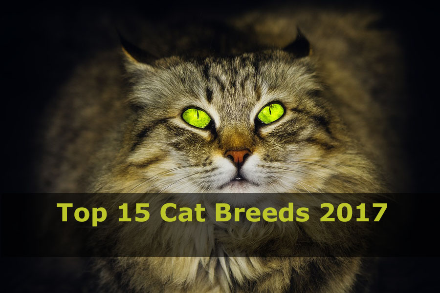 cat-breeds