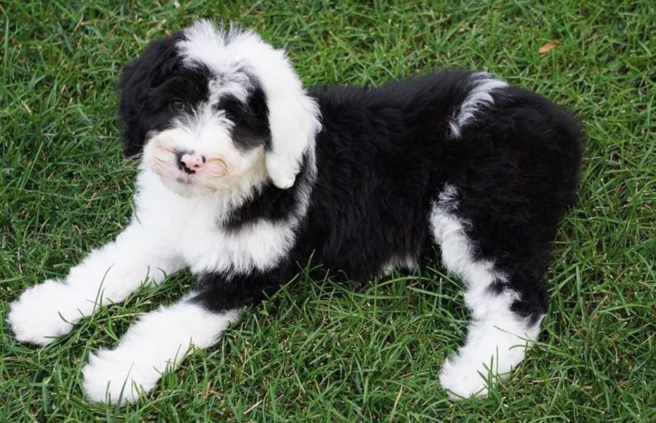 Sheepadoodle - characteristics, appearance and pictures