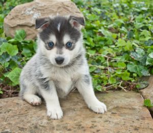 Pomsky | Pomsky dog characteristic, appearance and pictures