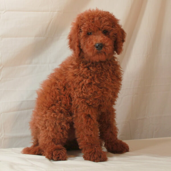 moyen-poodle-characteristics-appearance-and-pictures