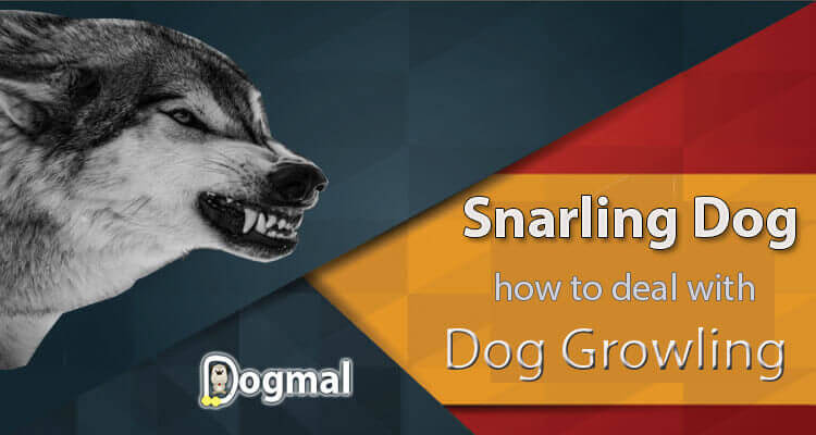 snarling-dog-what-it-s-mean-and-how-to-deal-with-dog-growling