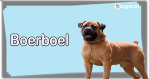 boerboel