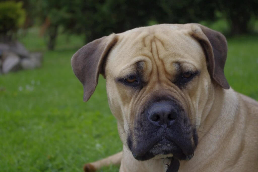 Boerboel dog breed: characteristics, appearance, history and pictures