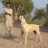 Bully Kutta Dog Breed Characteristics, Appearance and Pictures