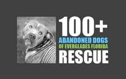 hundreds plus abandoned dogs