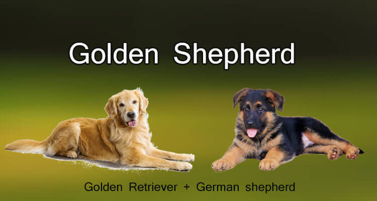 Image Result For German Shepherd And Golden Retriever