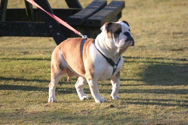 Victorian bulldog appearance, characteristics and pictures