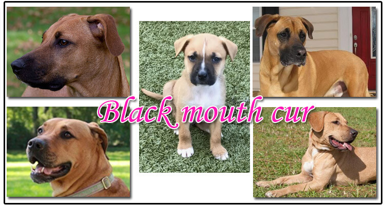 Black Mouth Cur Characteristic Appearance And Pictures - mountain cur lab mix size