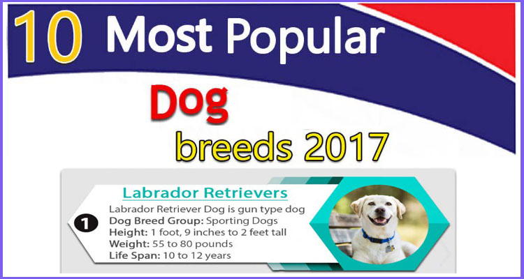 top 10 most popular dogs