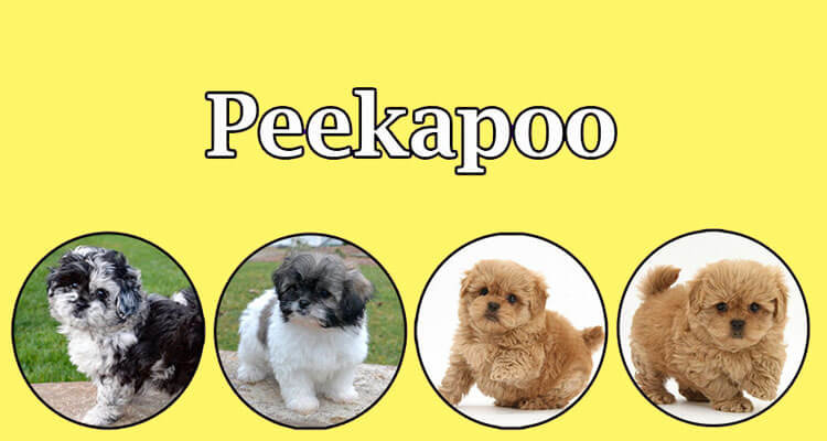 peekapoo stuffed animal