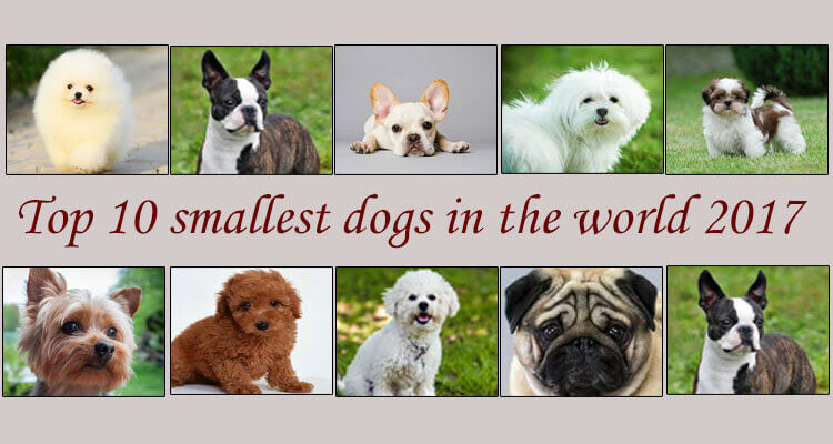top 10 small dogs