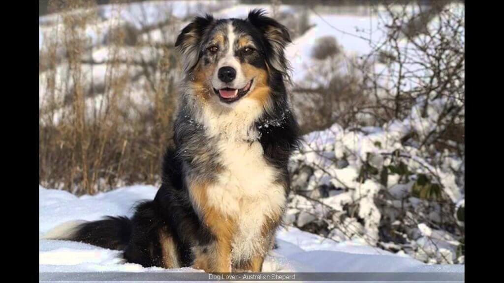 Australian shepherd lab mix characteristics, appearance and pictures