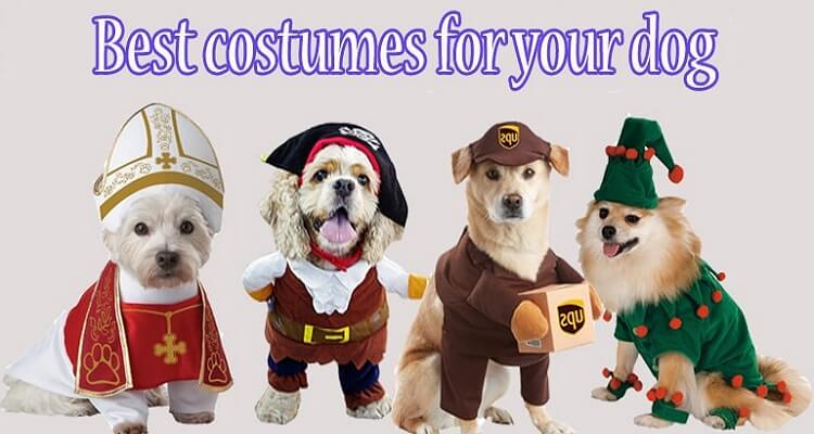 Dog costumes