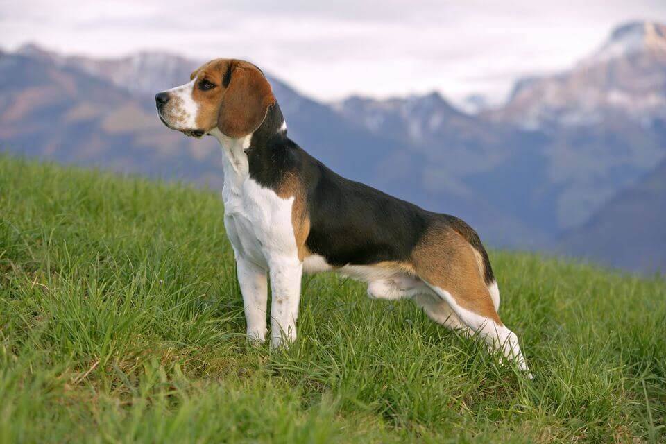 Top 10 benefits of having a Beagle by dogmal.com