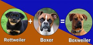 Most Popular Boxer dog cross breeds (designer breeds)