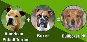 Most Popular Boxer dog cross breeds (designer breeds)