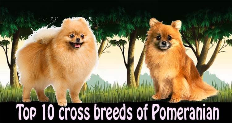 labrador pomeranian cross breed