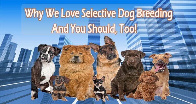 Why We Love Selective Dog Breeding (And You Should, Too!)