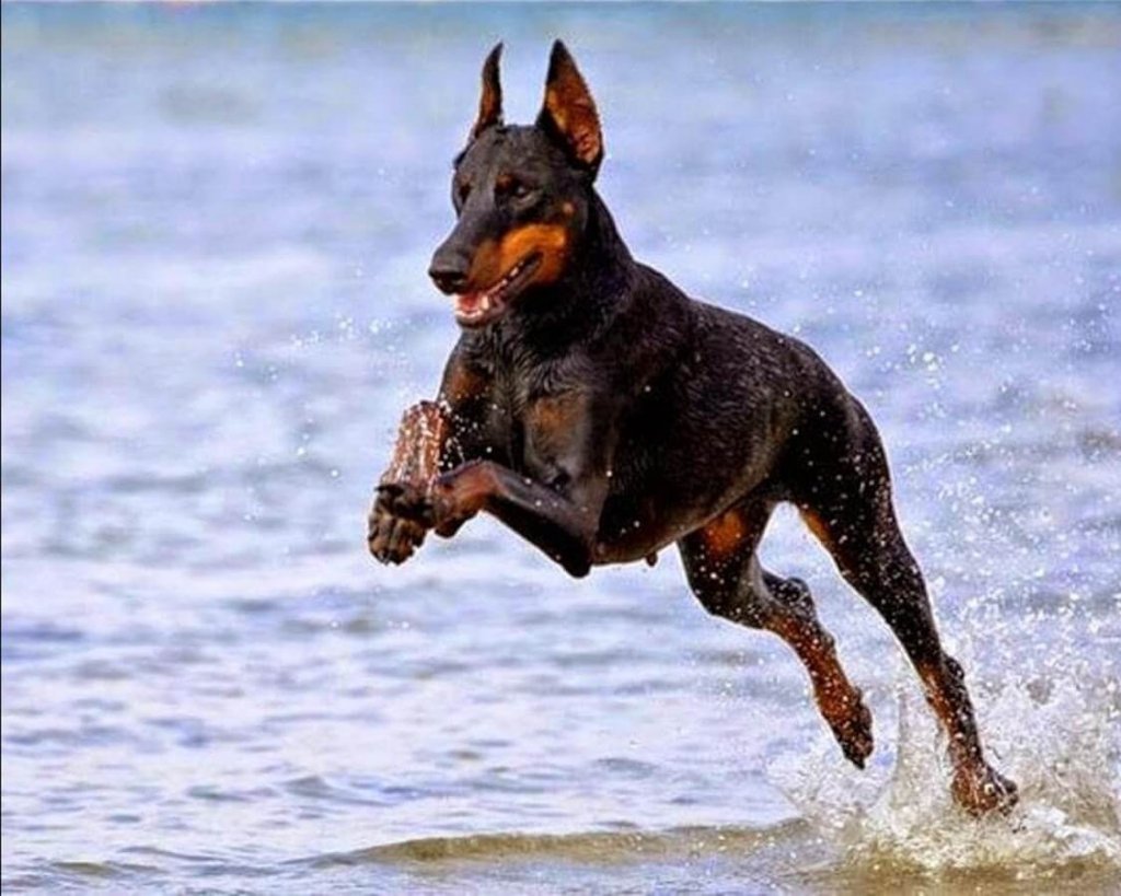 Doberman Pinscher Dog Reviews - real reviews from real people.