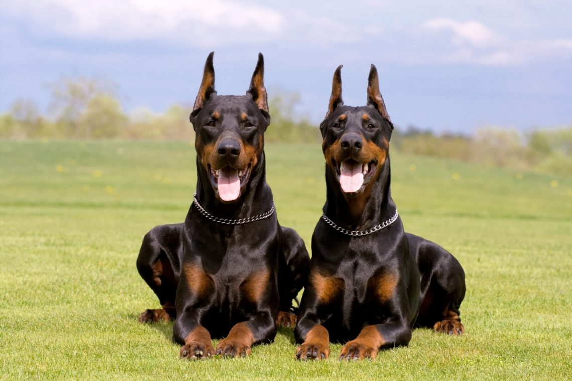 doberman pinscher Personality, temperament and pictures