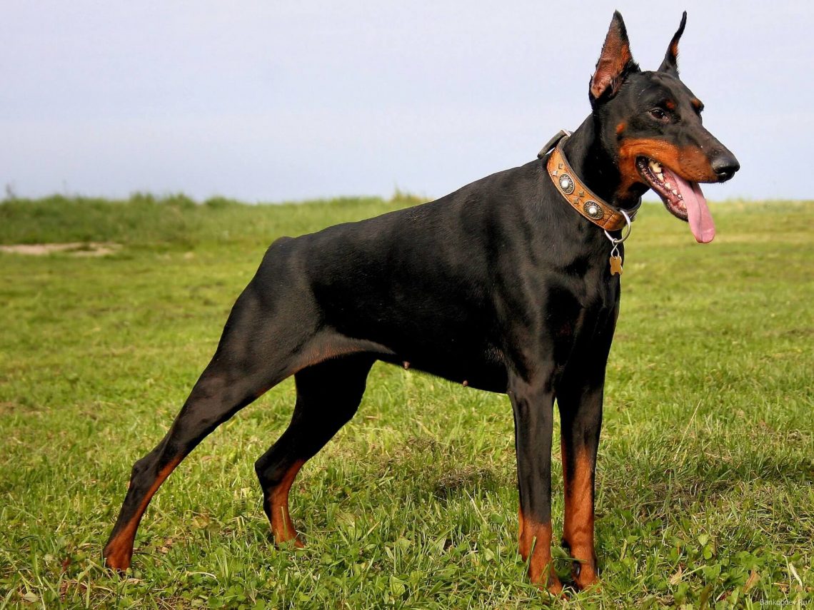 Doberman Pinscher for desktop