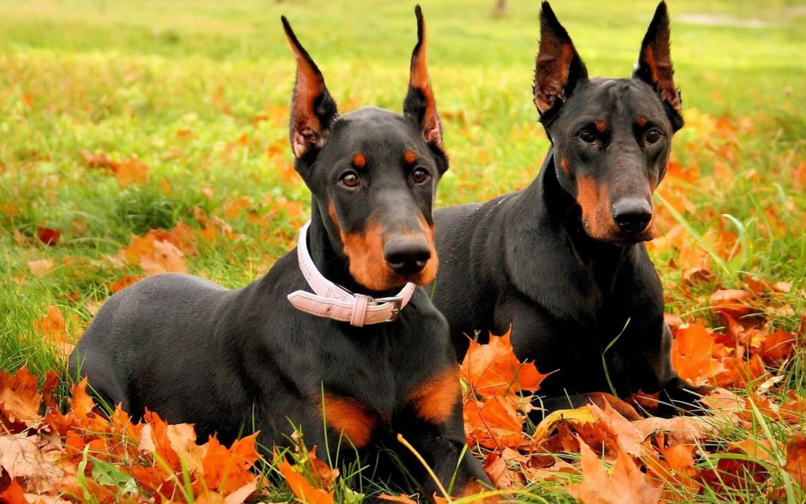 Doberman Pinscher Personality Temperament And Pictures