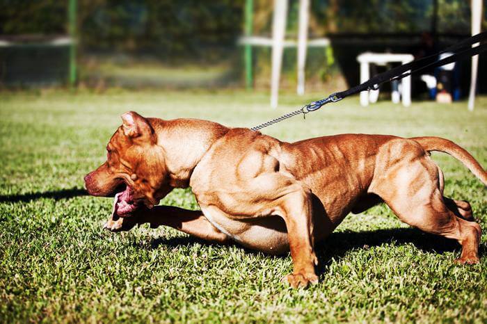 fighting dog breeds