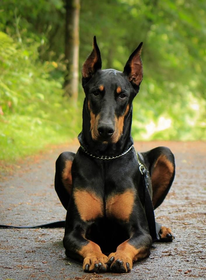 Doberman Dog Breed: Puppy Training, Care, Personality & Pictures