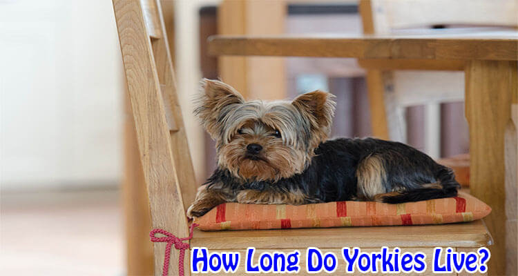 Do Yorkies terriers usually Live 
