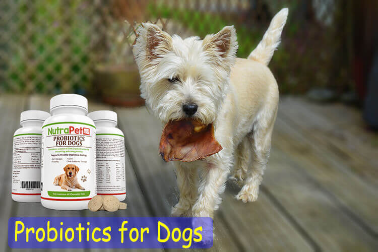 Probiotics | Probiotics for Dogs - A Pet Owner Guide