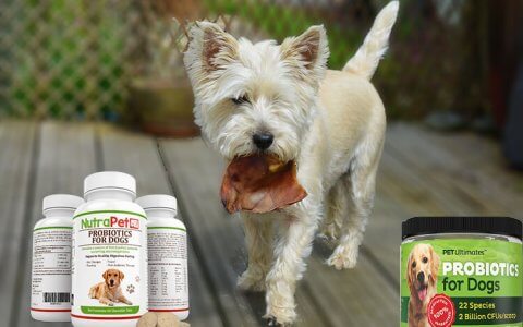 Dog Diarrhea - Causes, Symptoms & Treatments