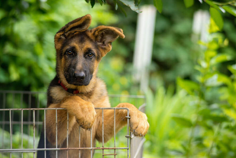 i want to adopt a german shepherd puppy