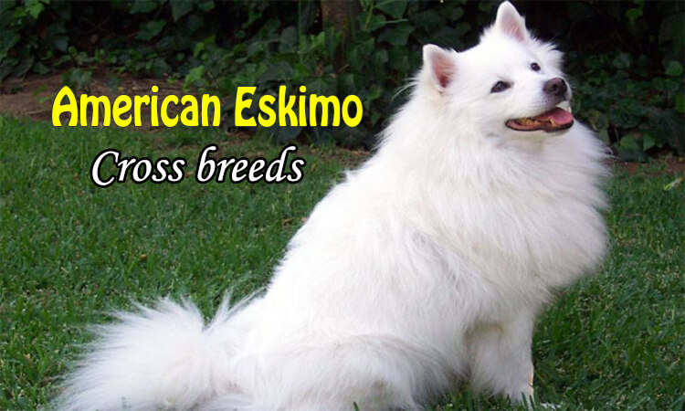 Top 12 American Eskimo Dog Cross Breeds Dogmal Com
