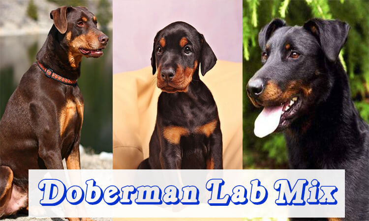 Rottweiler Doberman Mix Puppy