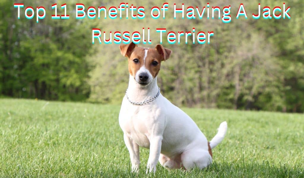 are jack russells a good dog for seniors