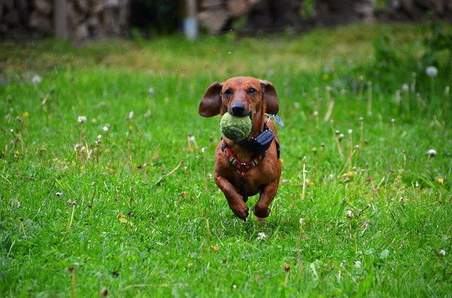 dachshund love jump
