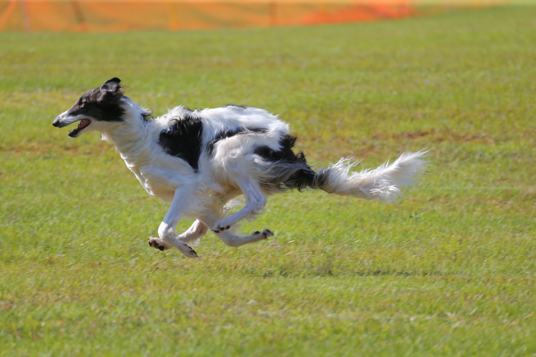 The fastest dog