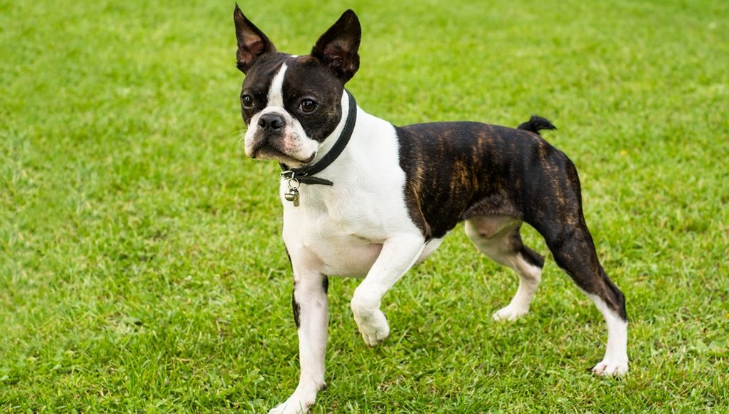 Boston Terriers cute dog