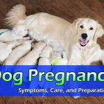 How to solve the biggest problems with false pregnancy in female dogs?