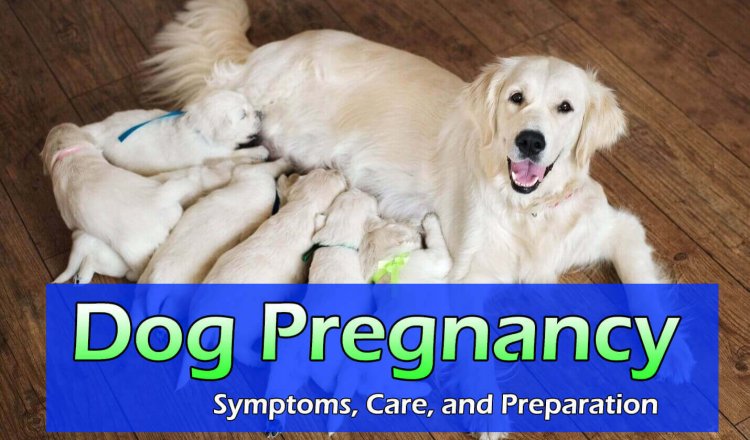 do-dogs-know-you-re-pregnant-animal-shelters