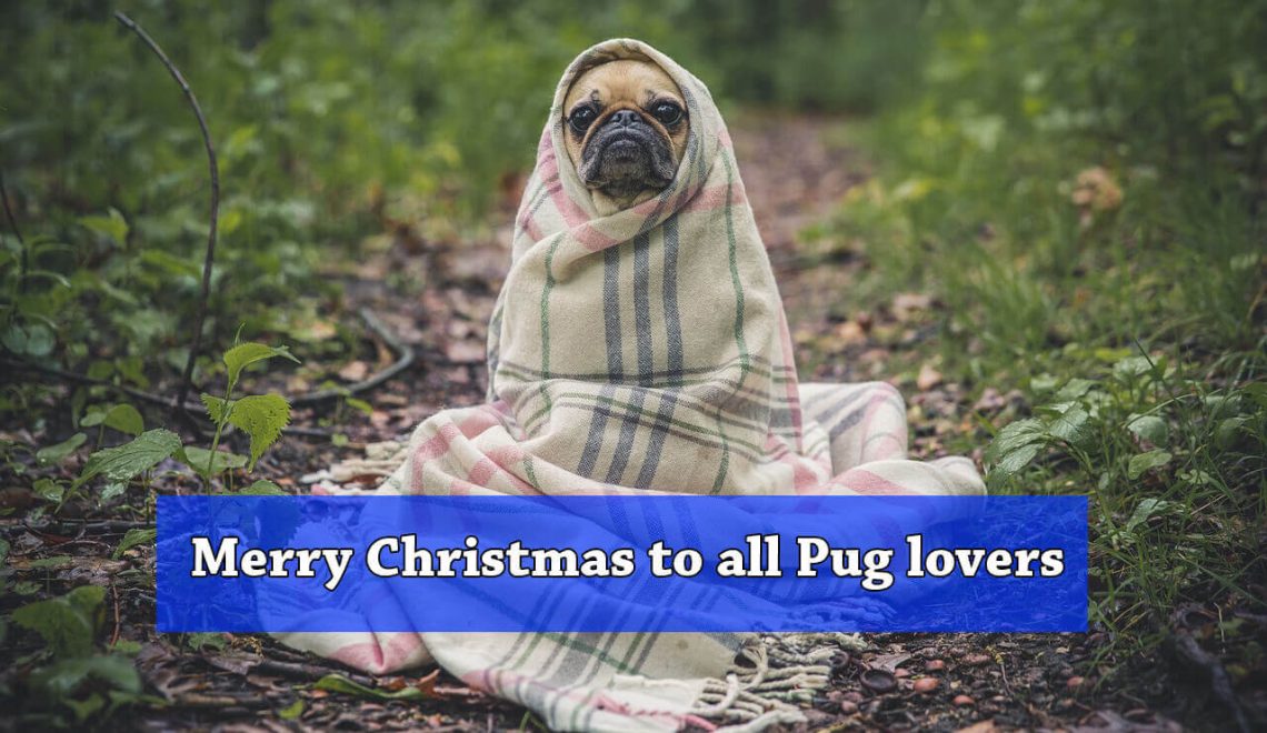 Pug Dog T-shirts for Christmas