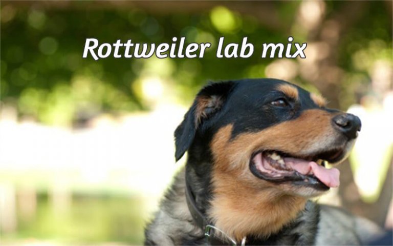 Rottweiler lab mix: Labrottie all information you want to know