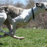 Whippets_dog