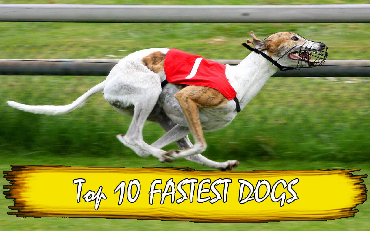 top 10 fastest dogs